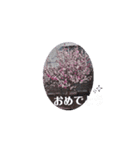 春ですよ(花桃ver.)（個別スタンプ：9）