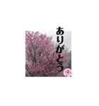春ですよ(花桃ver.)（個別スタンプ：10）