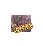 春ですよ(花桃ver.)（個別スタンプ：12）