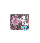 春ですよ(花桃ver.)（個別スタンプ：13）