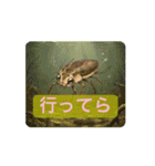 動く！昆虫たちの stamp（個別スタンプ：3）
