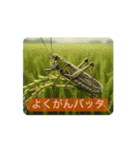 動く！昆虫たちの stamp（個別スタンプ：6）