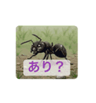 動く！昆虫たちの stamp（個別スタンプ：12）