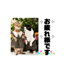 改良♡ラブリー動く猫スタンプ♡日常♡敬語（個別スタンプ：1）