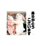 改良♡ラブリー動く猫スタンプ♡日常♡敬語（個別スタンプ：3）