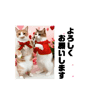 改良♡ラブリー動く猫スタンプ♡日常♡敬語（個別スタンプ：6）