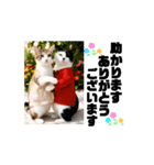 改良♡ラブリー動く猫スタンプ♡日常♡敬語（個別スタンプ：7）