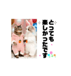 改良♡ラブリー動く猫スタンプ♡日常♡敬語（個別スタンプ：10）