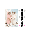 改良♡ラブリー動く猫スタンプ♡日常♡敬語（個別スタンプ：12）