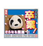 パンタンの春スタンプ（個別スタンプ：7）