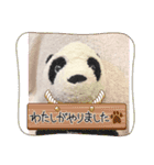 パンタンの春スタンプ（個別スタンプ：22）