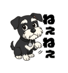 ミニチュアシュナウザーのカイくん（個別スタンプ：3）