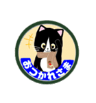 猫のさくらとあんこの日常です 。。（個別スタンプ：21）