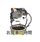 猫あるある（ハチワレサバ猫／長毛）（個別スタンプ：3）