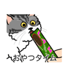 猫あるある（ハチワレサバ猫／長毛）（個別スタンプ：4）
