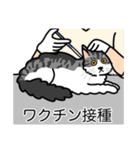 猫あるある（ハチワレサバ猫／長毛）（個別スタンプ：9）
