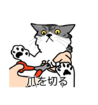 猫あるある（ハチワレサバ猫／長毛）（個別スタンプ：11）