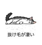 猫あるある（ハチワレサバ猫／長毛）（個別スタンプ：13）