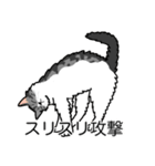 猫あるある（ハチワレサバ猫／長毛）（個別スタンプ：15）