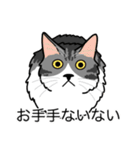猫あるある（ハチワレサバ猫／長毛）（個別スタンプ：19）