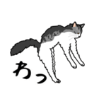 猫あるある（ハチワレサバ猫／長毛）（個別スタンプ：21）