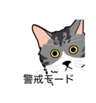 猫あるある（ハチワレサバ猫／長毛）（個別スタンプ：23）