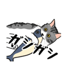 猫あるある（ハチワレサバ猫／長毛）（個別スタンプ：24）