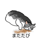 猫あるある（ハチワレサバ猫／長毛）（個別スタンプ：25）