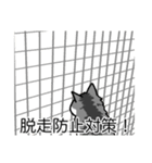 猫あるある（ハチワレサバ猫／長毛）（個別スタンプ：27）