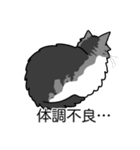猫あるある（ハチワレサバ猫／長毛）（個別スタンプ：31）