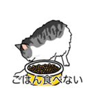 猫あるある（ハチワレサバ猫／長毛）（個別スタンプ：32）