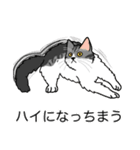 猫あるある（ハチワレサバ猫／長毛）（個別スタンプ：38）