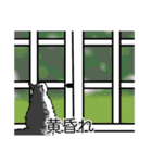 猫あるある（ハチワレサバ猫／長毛）（個別スタンプ：40）