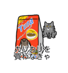猫あるある（サバ猫／長毛）（個別スタンプ：1）