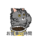 猫あるある（サバ猫／長毛）（個別スタンプ：3）