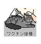 猫あるある（サバ猫／長毛）（個別スタンプ：9）