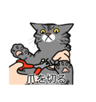 猫あるある（サバ猫／長毛）（個別スタンプ：11）