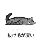猫あるある（サバ猫／長毛）（個別スタンプ：13）