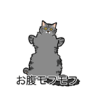 猫あるある（サバ猫／長毛）（個別スタンプ：14）
