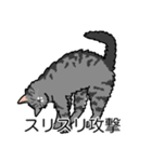 猫あるある（サバ猫／長毛）（個別スタンプ：15）