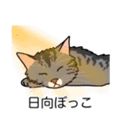 猫あるある（サバ猫／長毛）（個別スタンプ：16）