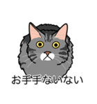 猫あるある（サバ猫／長毛）（個別スタンプ：19）