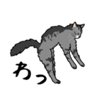 猫あるある（サバ猫／長毛）（個別スタンプ：21）