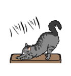 猫あるある（サバ猫／長毛）（個別スタンプ：28）