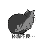 猫あるある（サバ猫／長毛）（個別スタンプ：31）