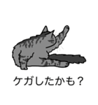 猫あるある（サバ猫／長毛）（個別スタンプ：34）