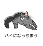 猫あるある（サバ猫／長毛）（個別スタンプ：38）