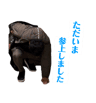 日常的に使えるスタンプで使いやすいです（個別スタンプ：25）