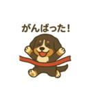 バーニーズマウンテンドッグです！（個別スタンプ：12）
