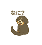 バーニーズマウンテンドッグです！（個別スタンプ：22）